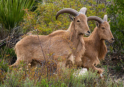 Atlas Mountain Goat